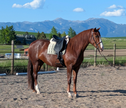 HorseID: 2303612 Rosé CDR - PhotoID: 1093168