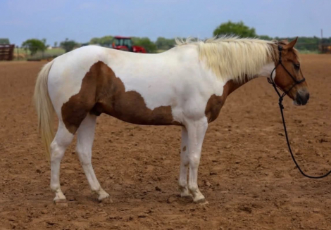 HorseID: 2303899 PABLO - PhotoID: 1099870