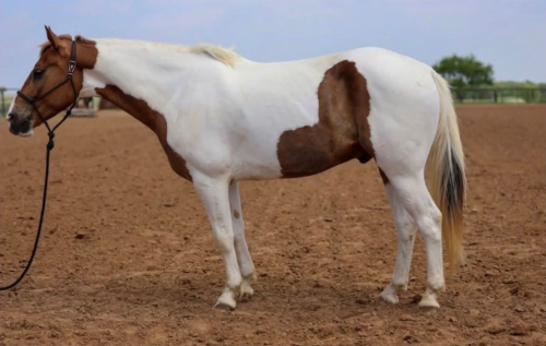 HorseID: 2303899 PABLO - PhotoID: 1099871