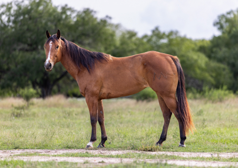 HorseID: 2303901 VAL - PhotoID: 1098375