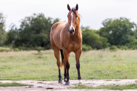 HorseID: 2303901 VAL - PhotoID: 1098376