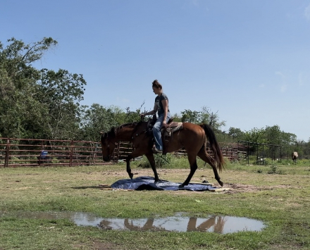 HorseID: 2303901 VAL - PhotoID: 1098377