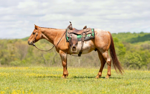 HorseID: 2303902 RANGER - PhotoID: 1098371