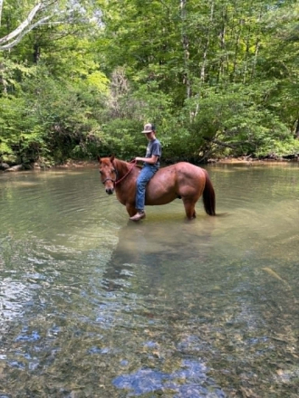 HorseID: 2303902 RANGER - PhotoID: 1098372