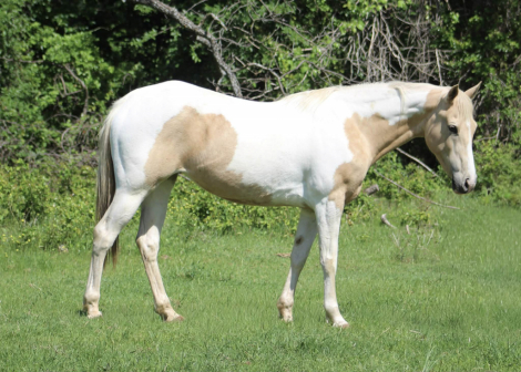 HorseID: 2303903 JOLENE - PhotoID: 1098972