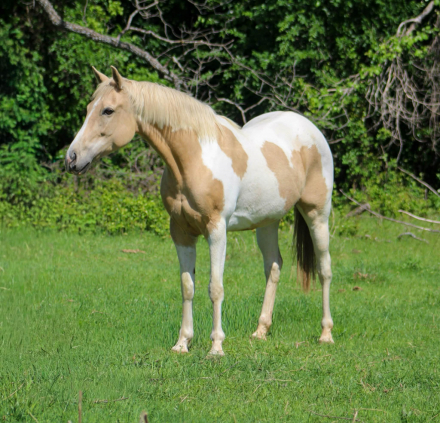 HorseID: 2303903 JOLENE - PhotoID: 1098973