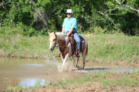 HorseID: 2303903 JOLENE - PhotoID: 1098974