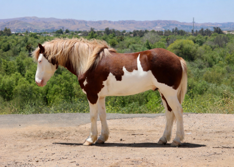 HorseID: 2304338 CHEESE - PhotoID: 1099866