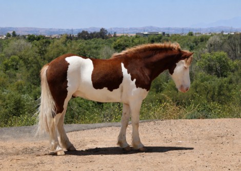 HorseID: 2304338 CHEESE - PhotoID: 1099867