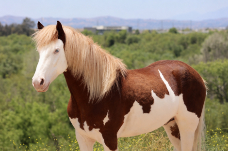 HorseID: 2304338 CHEESE - PhotoID: 1099869