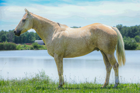 HorseID: 2304339 HOLLYWOOD DOC BUENO - PhotoID: 1101068