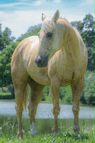 HorseID: 2304339 HOLLYWOOD DOC BUENO - PhotoID: 1101069