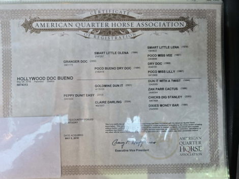 HorseID: 2304339 HOLLYWOOD DOC BUENO - PhotoID: 1101070