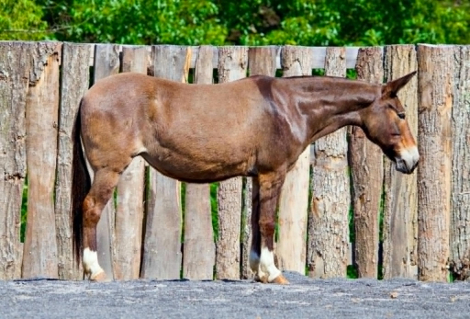 HorseID: 2304340 WAFFLES - PhotoID: 1101080