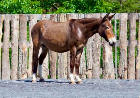 HorseID: 2304340 WAFFLES - PhotoID: 1101081