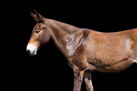 HorseID: 2304340 WAFFLES - PhotoID: 1101082