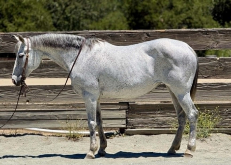 HorseID: 2304345 TIA - PhotoID: 1101108