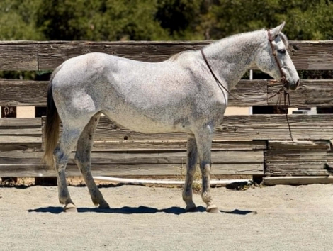 HorseID: 2304345 TIA - PhotoID: 1101109