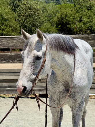 HorseID: 2304345 TIA - PhotoID: 1101110