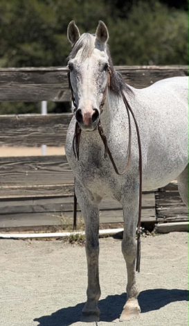 HorseID: 2304345 TIA - PhotoID: 1101111