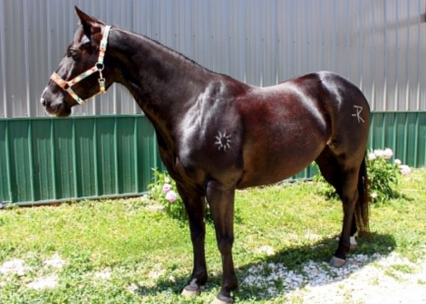 HorseID: 2304347 BLACK HOLICATTIN - PhotoID: 1101112