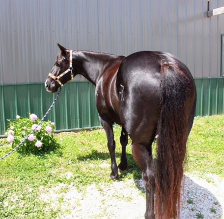 HorseID: 2304347 BLACK HOLICATTIN - PhotoID: 1101113