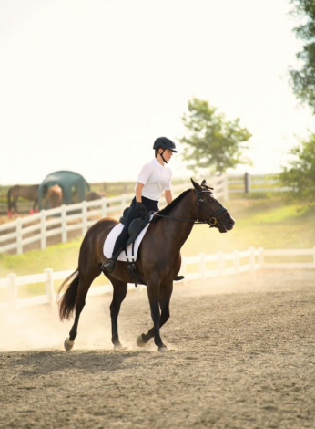 HorseID: 2304347 BLACK HOLICATTIN - PhotoID: 1101114