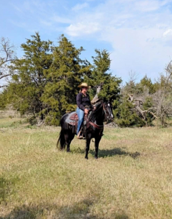 HorseID: 2304347 BLACK HOLICATTIN - PhotoID: 1101115
