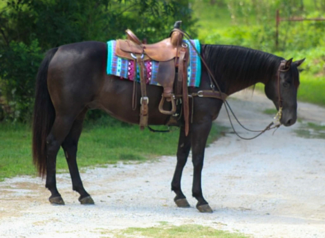 HorseID: 2304389 EG HOBO DIAMOND - PhotoID: 1101097