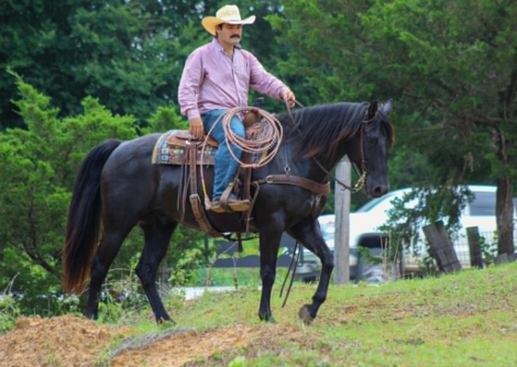 HorseID: 2304389 EG HOBO DIAMOND - PhotoID: 1101098