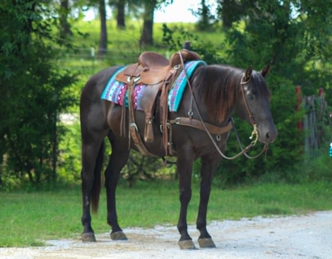HorseID: 2304389 EG HOBO DIAMOND - PhotoID: 1101099