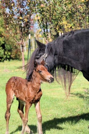 HorseID: 2304653 Blackshadow P.S. I Love You - PhotoID: 1100118