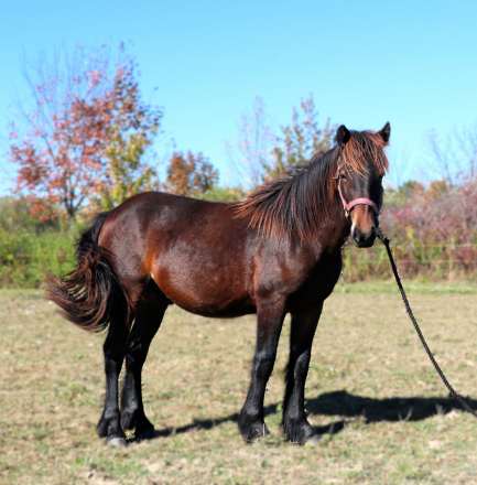HorseID: 2304653 Blackshadow P.S. I Love You - PhotoID: 1100119