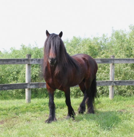 HorseID: 2304653 Blackshadow P.S. I Love You - PhotoID: 1100120