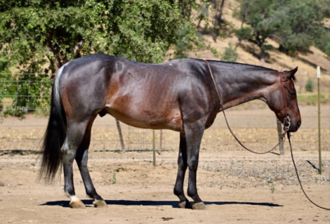 HorseID: 2304709 ABE - PhotoID: 1098963