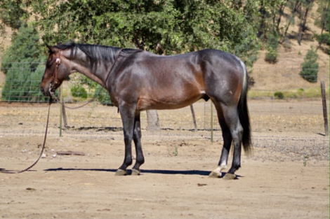 HorseID: 2304709 ABE - PhotoID: 1098964