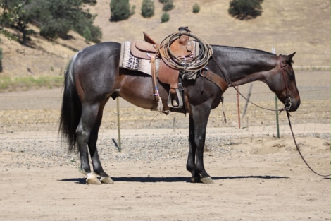 HorseID: 2304709 ABE - PhotoID: 1098965
