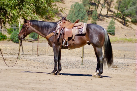 HorseID: 2304709 ABE - PhotoID: 1098966