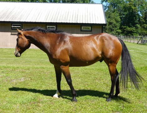 HorseID: 2305038 HAWKEYE - PhotoID: 1098399