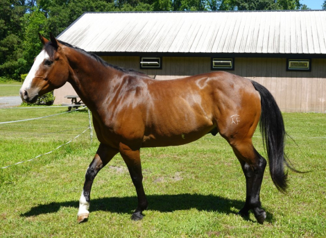 HorseID: 2305038 HAWKEYE - PhotoID: 1098400