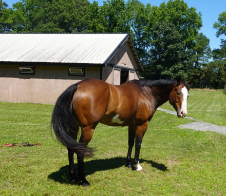 HorseID: 2305038 HAWKEYE - PhotoID: 1098401