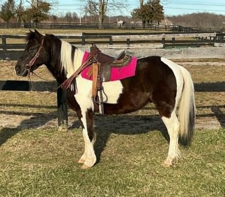 HorseID: 2305107 WYATT - PhotoID: 1101083