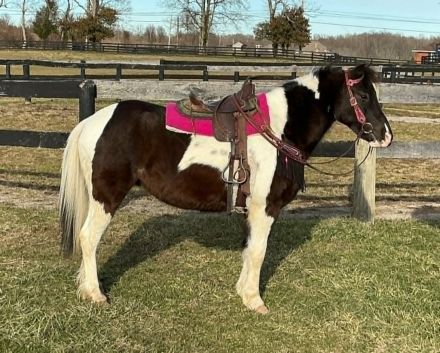 HorseID: 2305107 WYATT - PhotoID: 1101084
