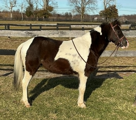 HorseID: 2305107 WYATT - PhotoID: 1101085