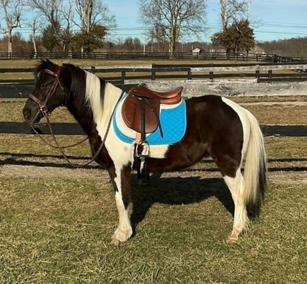 HorseID: 2305107 WYATT - PhotoID: 1101086