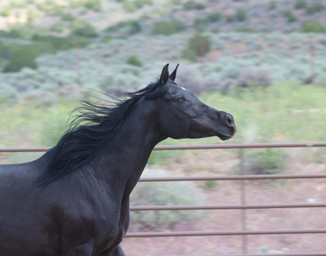 HorseID: 2305364 DE Anjulizza - PhotoID: 1094537