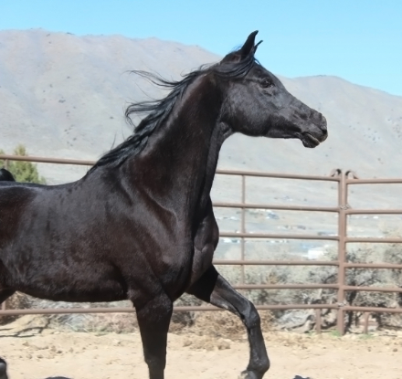 HorseID: 2305364 DE Anjulizza - PhotoID: 1099975