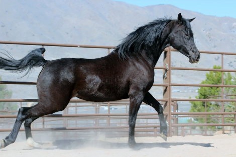 HorseID: 2305364 DE Anjulizza - PhotoID: 1099976