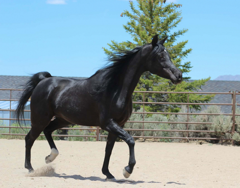 HorseID: 2305364 DE Anjulizza - PhotoID: 1099977
