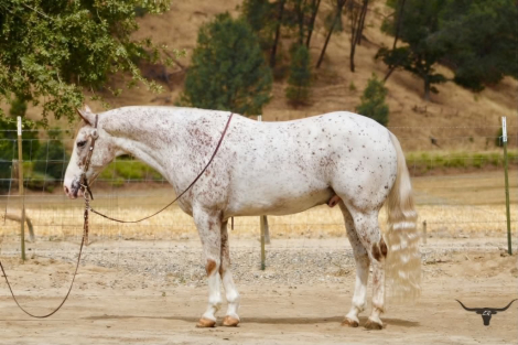 HorseID: 2305450 10-4 - PhotoID: 1099630